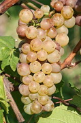 Auxerrois-Grapes
