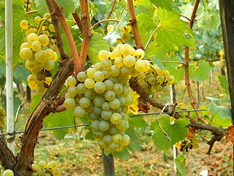 Chardonnay-Grapes