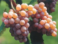 Gewuerztraminer-Grapes