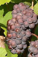Pinot Gris-Trauben